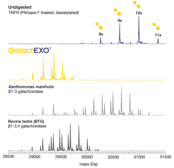 Galactosidase Activity on β1-3 GalactEXO