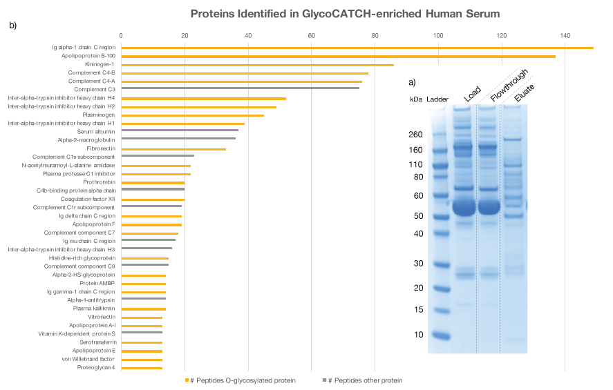 Enrichment of O-glycoproteins from Human Serum