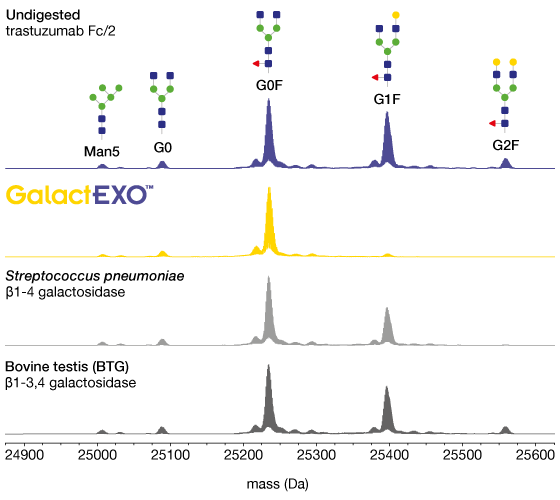 three different β-galactosidases GalactEXO