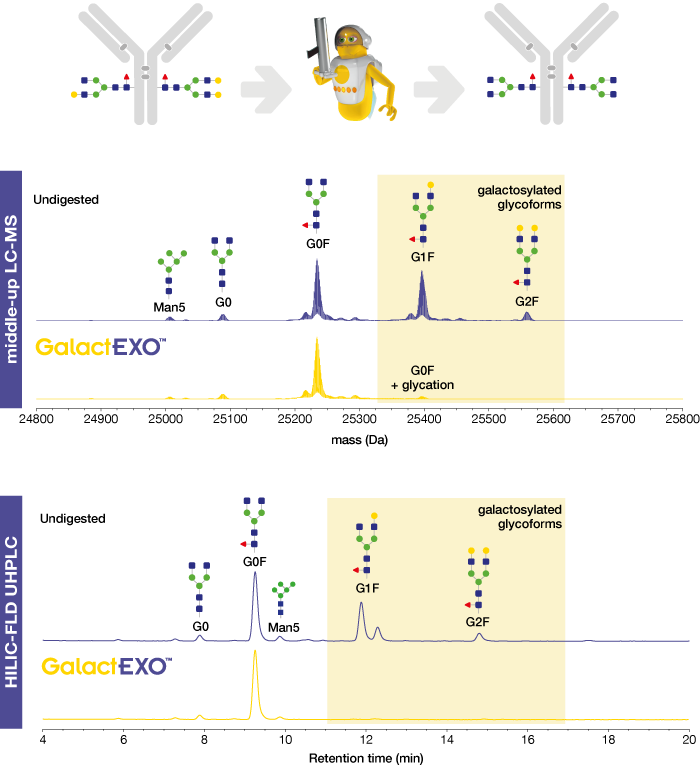 Making antibodies with G0 glycoforms within 1 h galactosidase GalactEXO