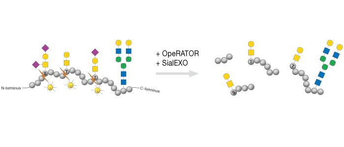 Workflow - O-glycan