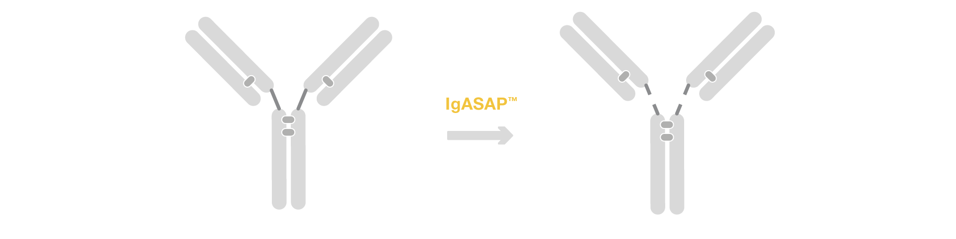 IgASAP workflow